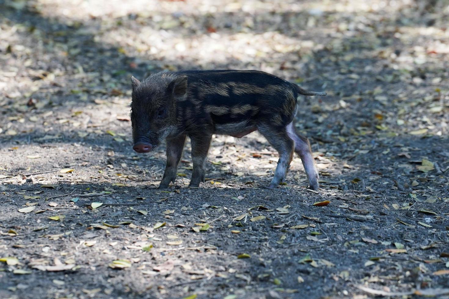 lechón de jabalí está caminando en el bosque foto