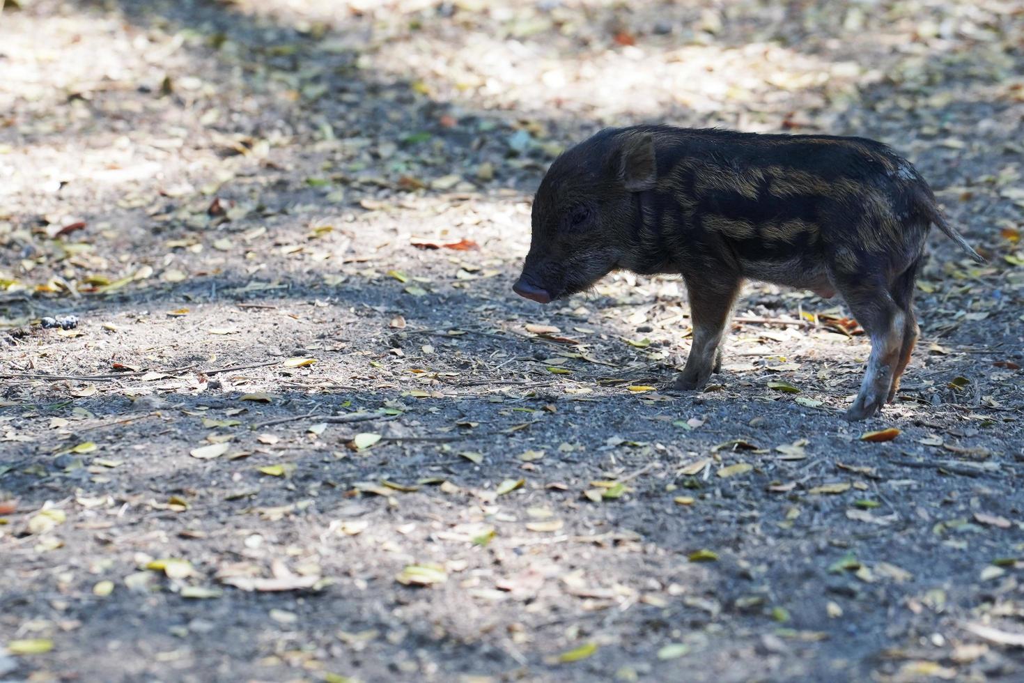 Wild boar piglet is walking in the forest photo