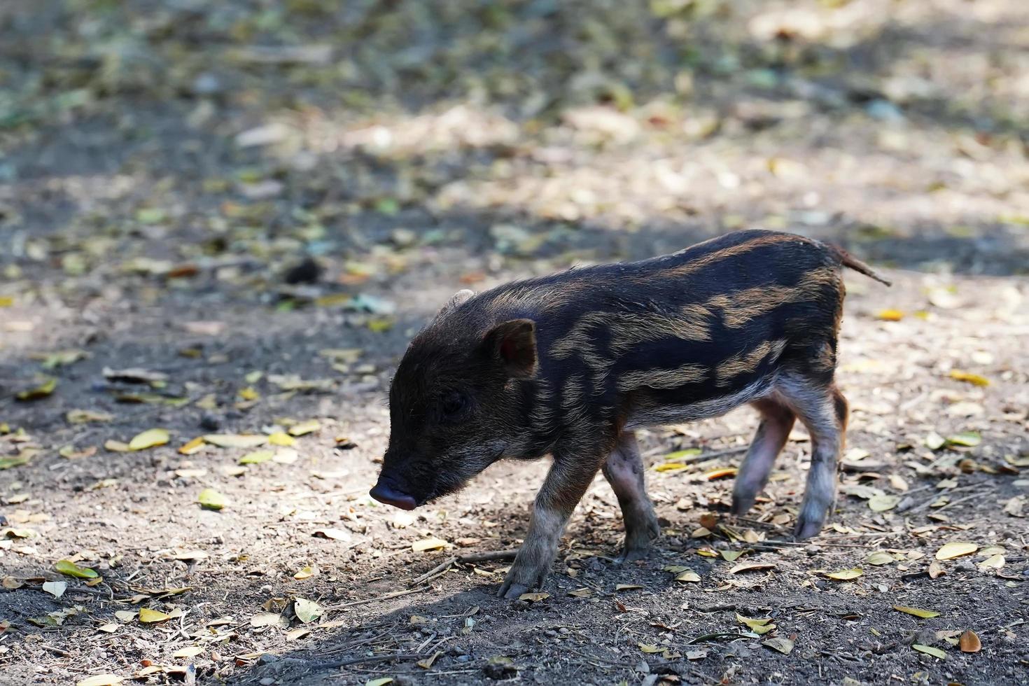 lechón de jabalí está caminando en el bosque foto