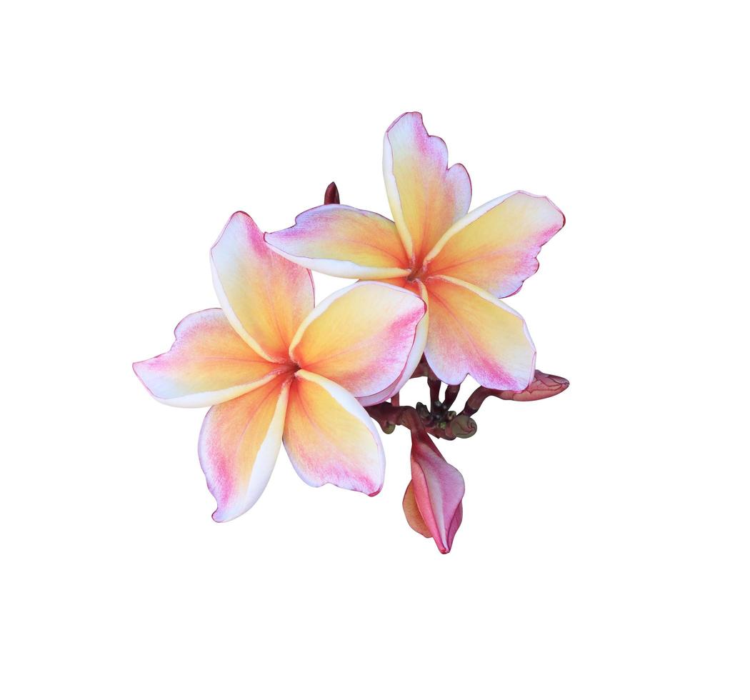 Plumeria or Frangipani flower. Close up pink-purple beautiful flower bouquet isolated on white background. photo