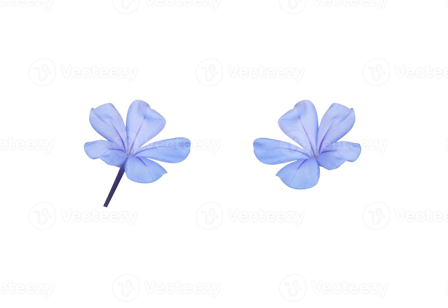 White plumbago, Cape leadwort, Close up small blue flowers bouquet isolated on white background. The side of little blooming blue flowers bunch. photo