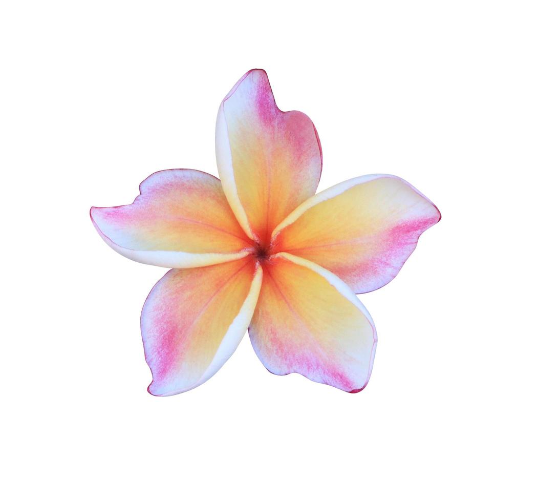 flor de plumeria o frangipani. primer plano hermoso ramo de flores de color rosa-púrpura aislado sobre fondo blanco. foto