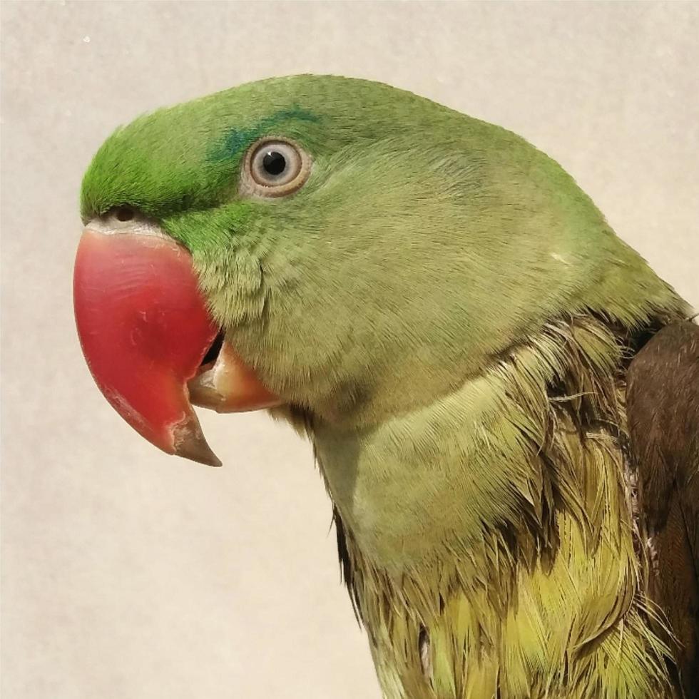 Exotic Alexandrine Parakeet Parrot Lorikeet photo