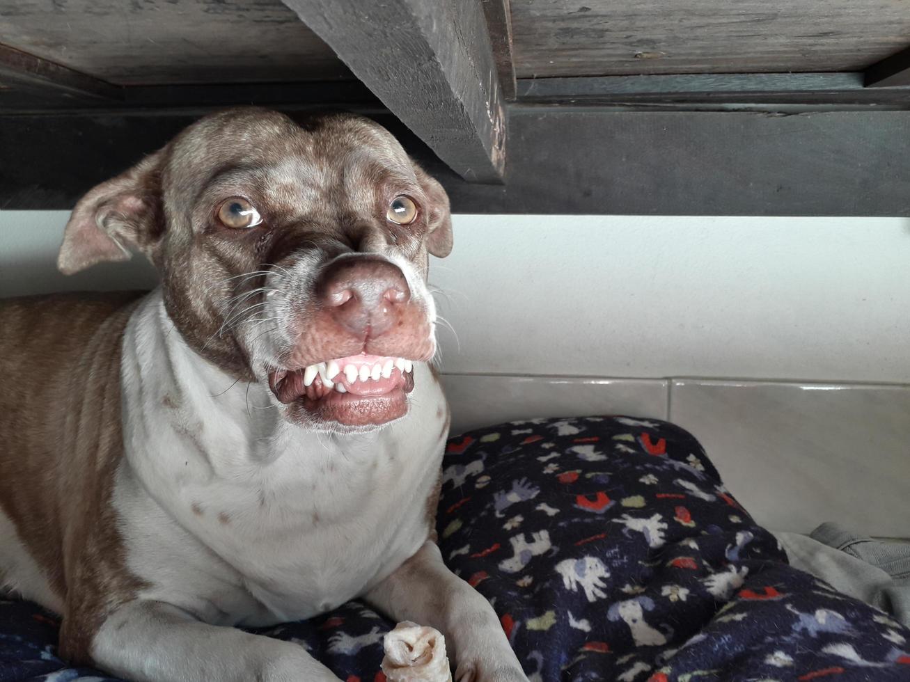 White brown dog with a ferocious and aggressive style. photo