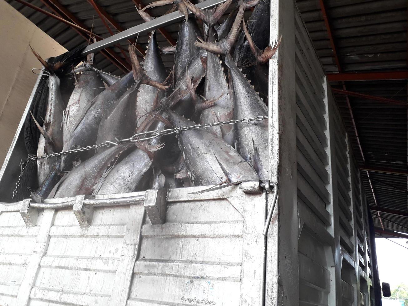 Large frozen tuna In the rear of the truck To prepare for delivery to customers. photo
