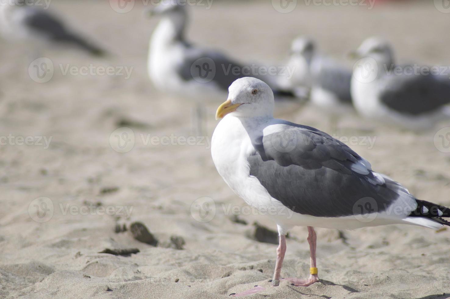 gaviota en la playa foto