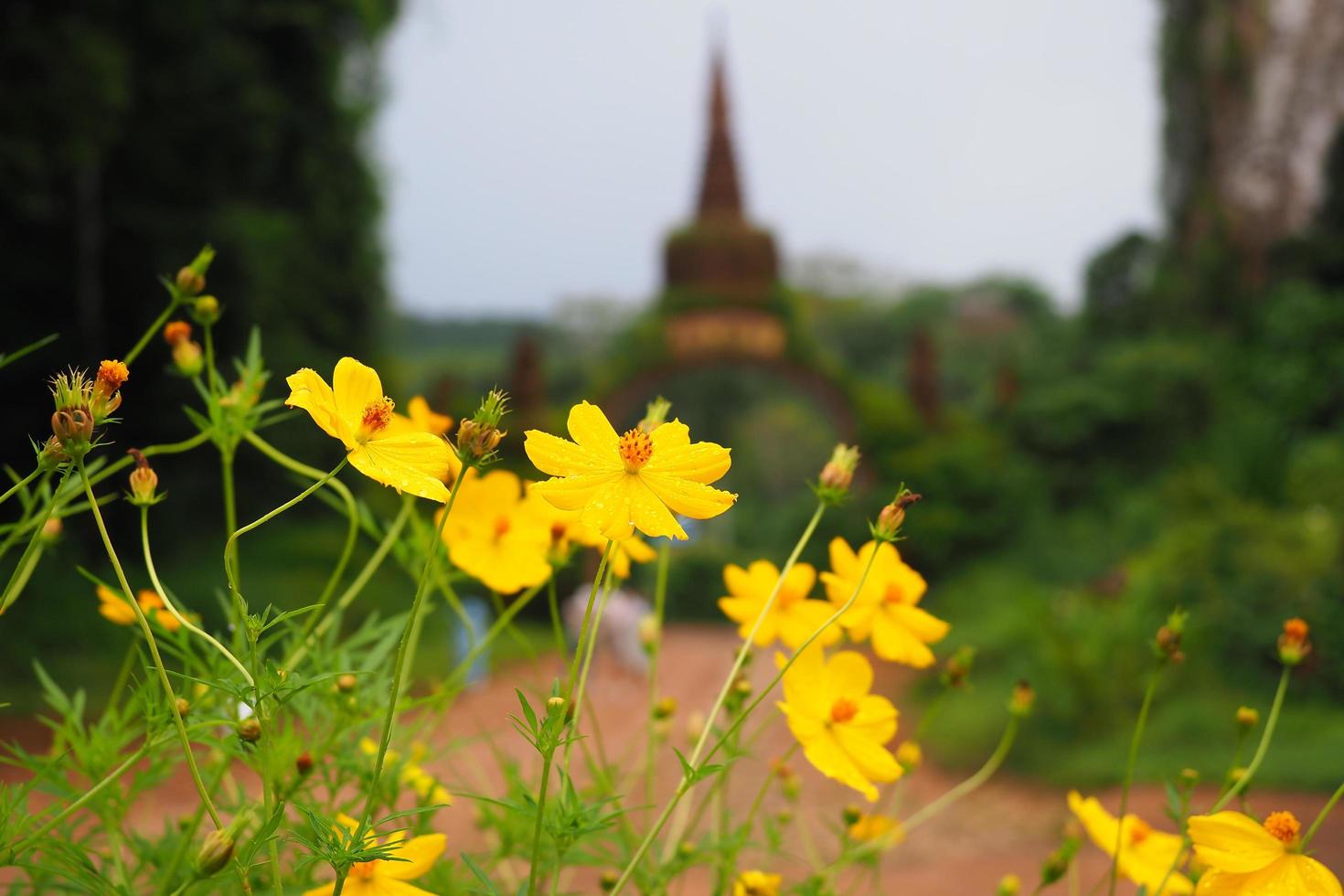 the beauty of the flower photo