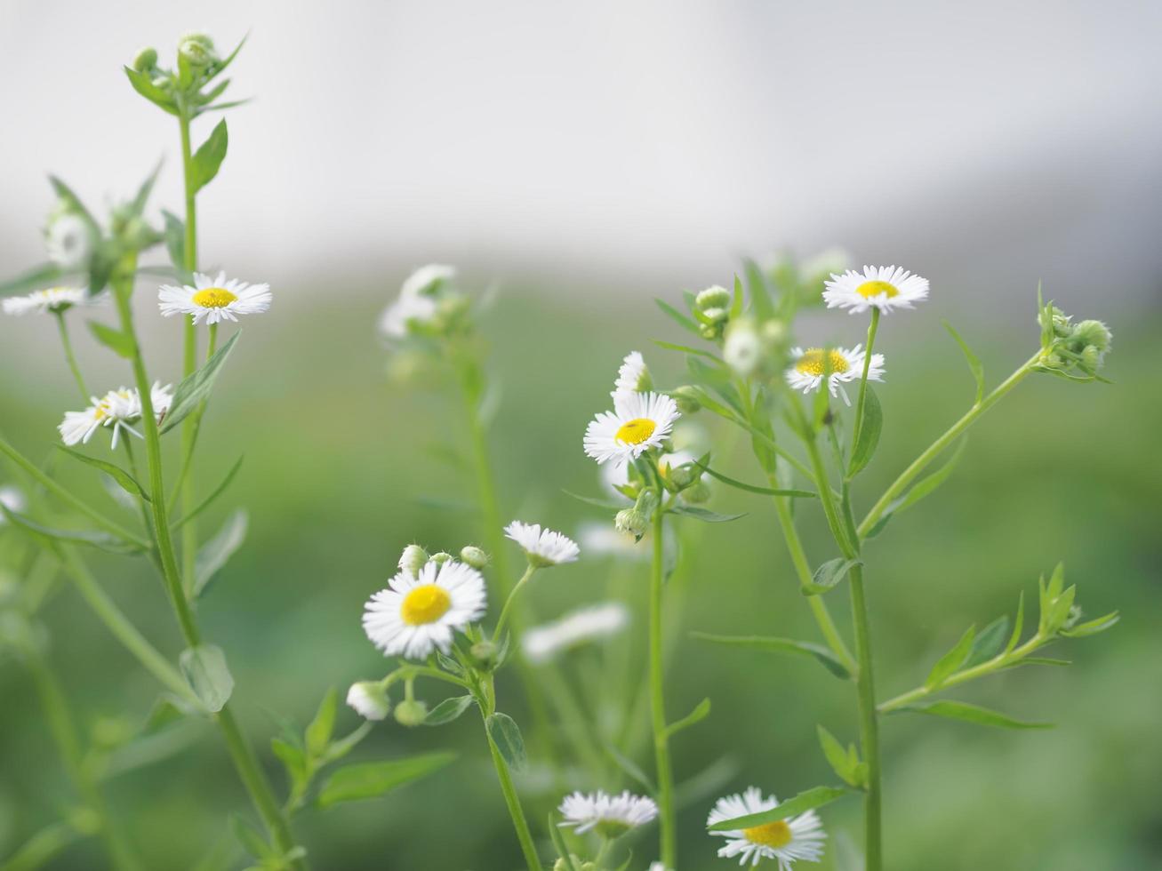 white flower background photo