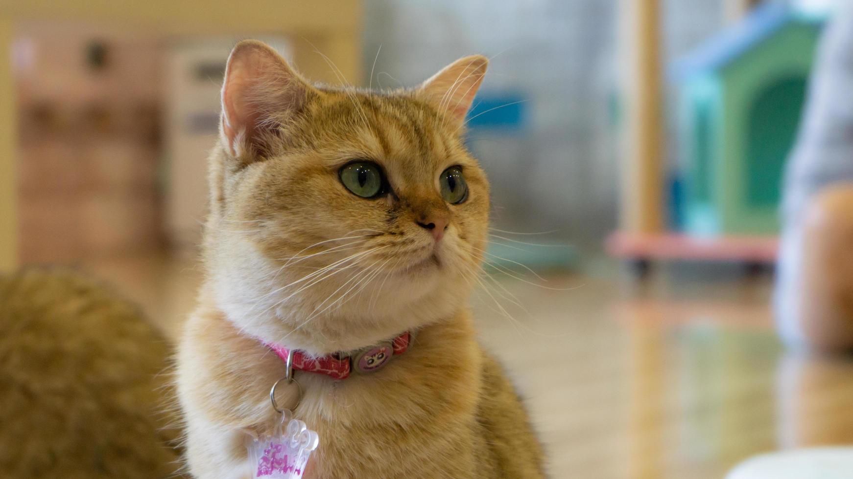 A beautiful domestic cat is resting in a light warm room, a gray Shorthair cat with green eyes looking at the camera photo