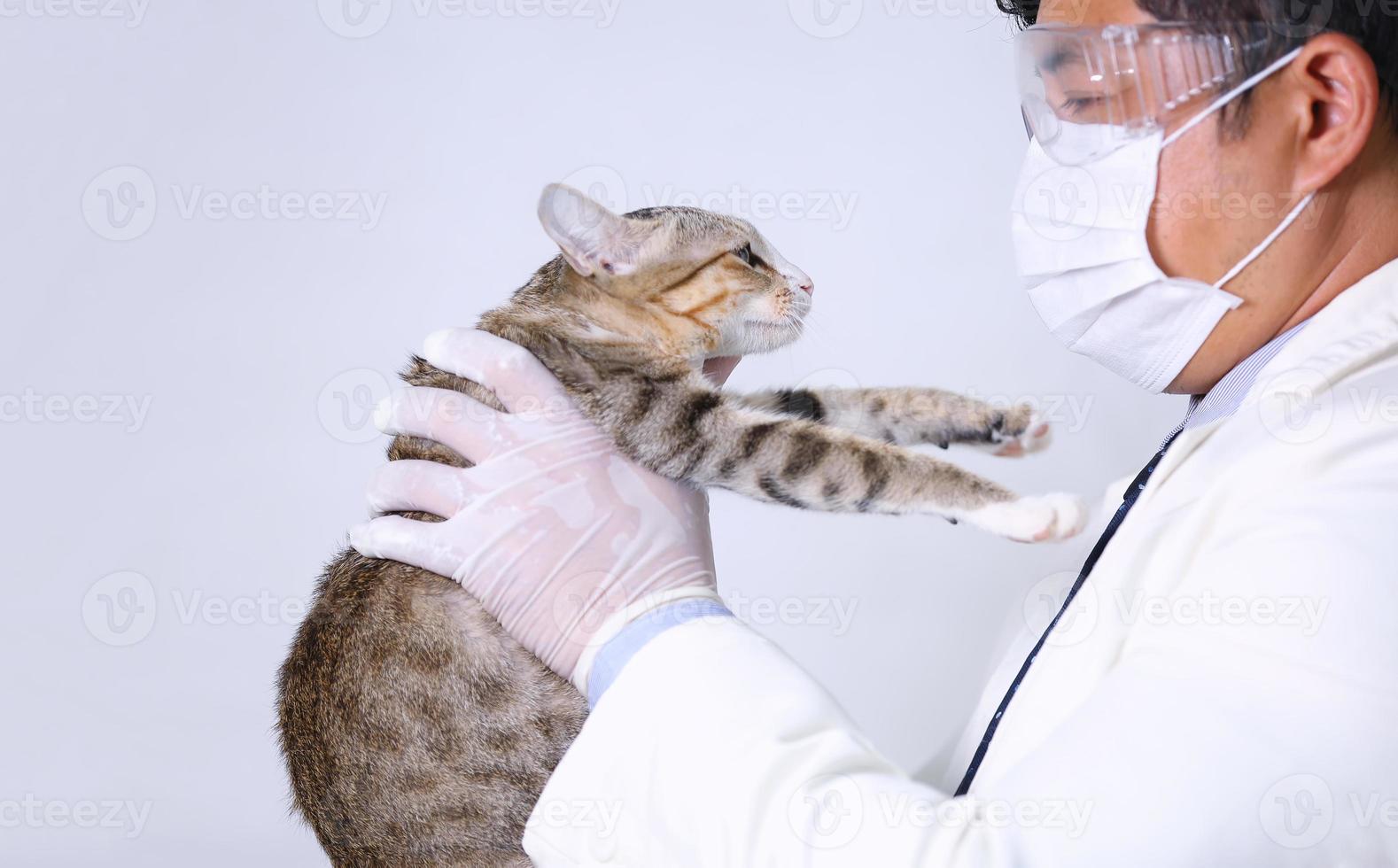 veterinarian holding cat and inject vaccine medicine into cat photo