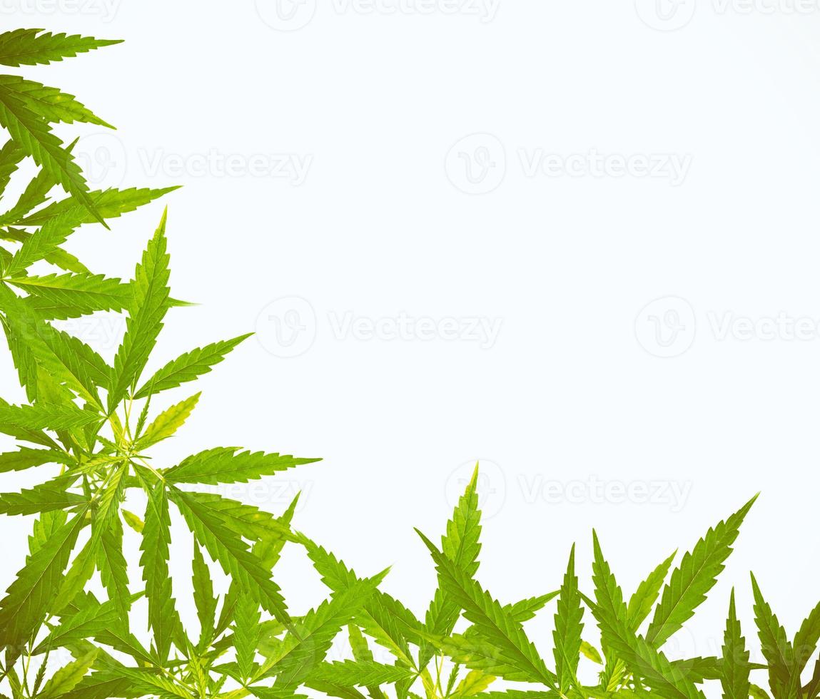 Bright green cannabis sativa leaf frame photo