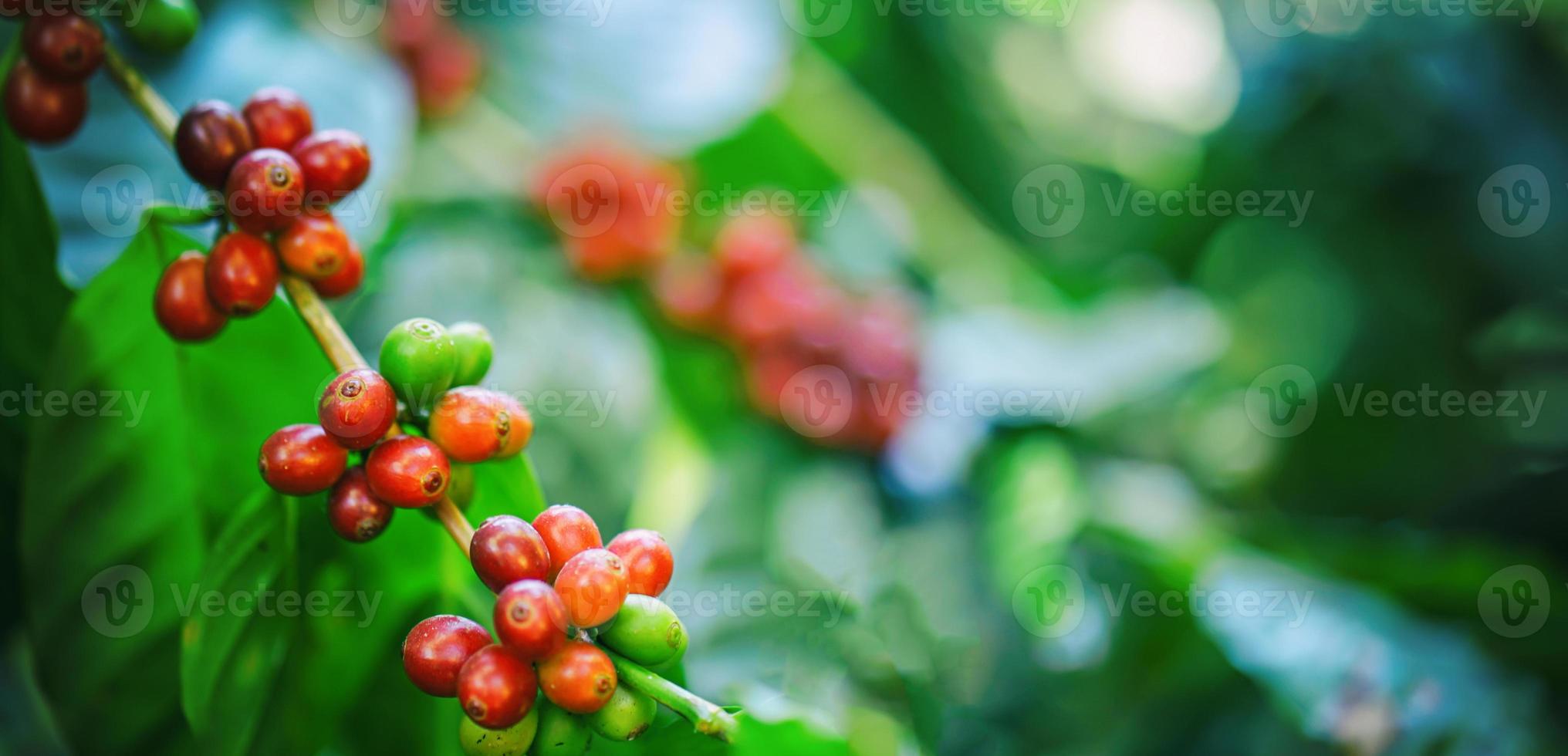 granos de café frescos en el árbol foto