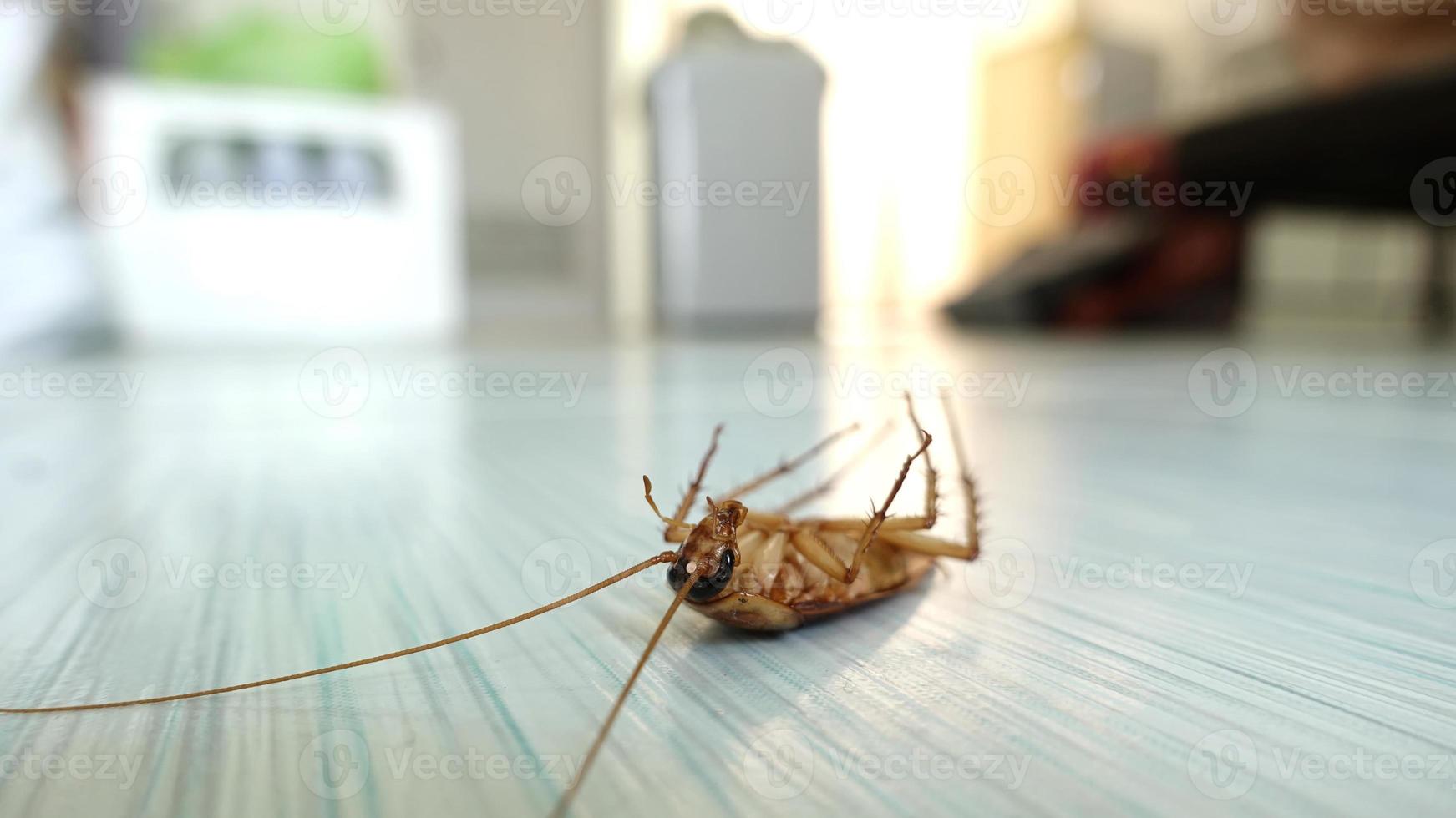 cucaracha muerta en el suelo foto