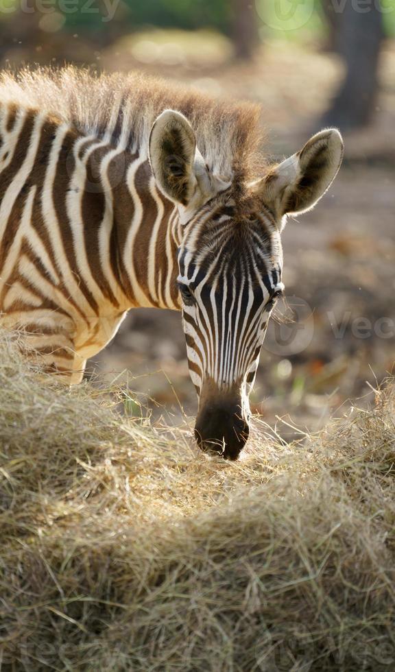 young zebra eating dried grass photo