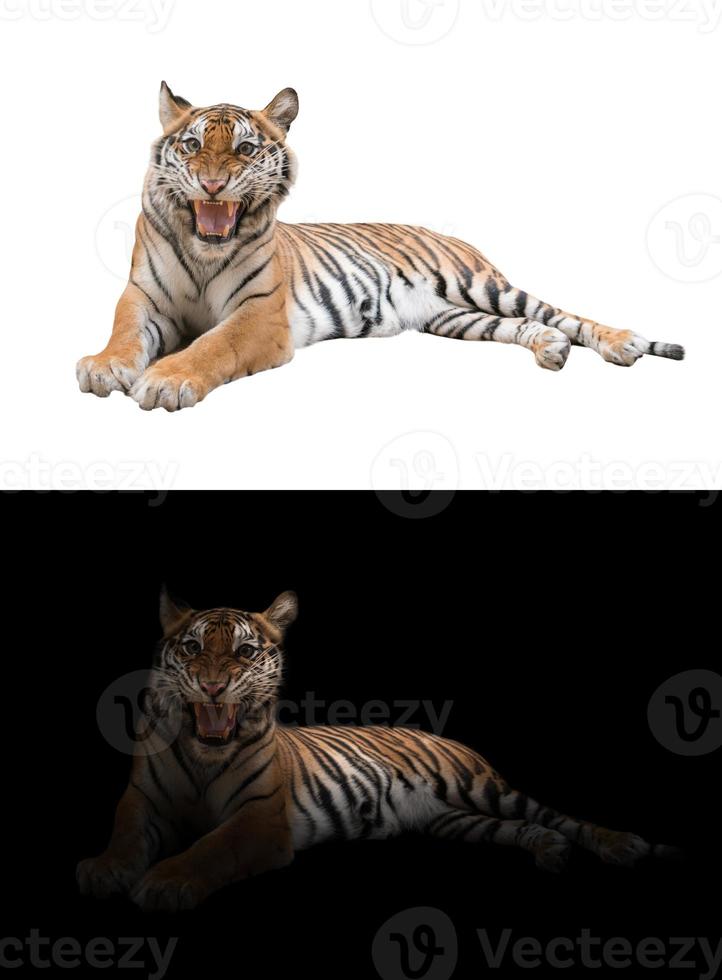 bengal tiger in the dark and white background photo