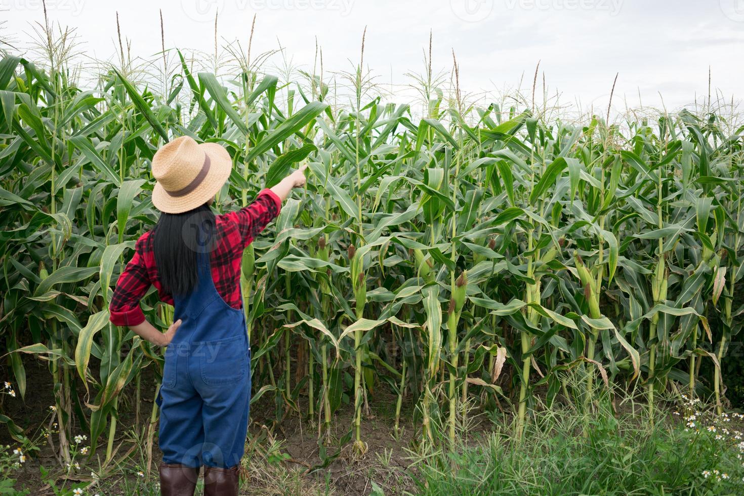 granjero feliz en el campo de maíz foto