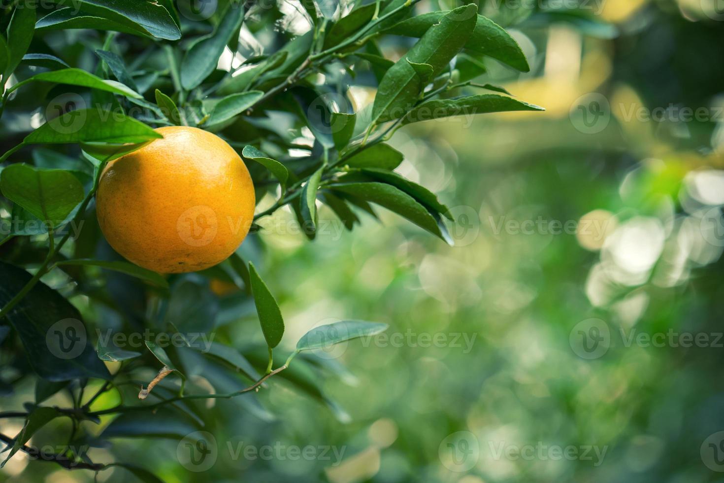 naranja fresca en el árbol foto