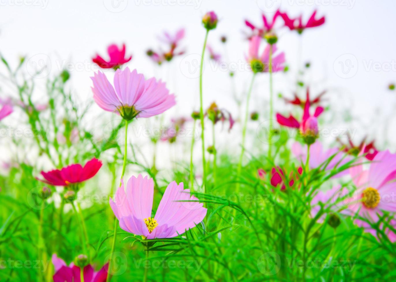 purple flower dailsy in field garden park public Thailand photo