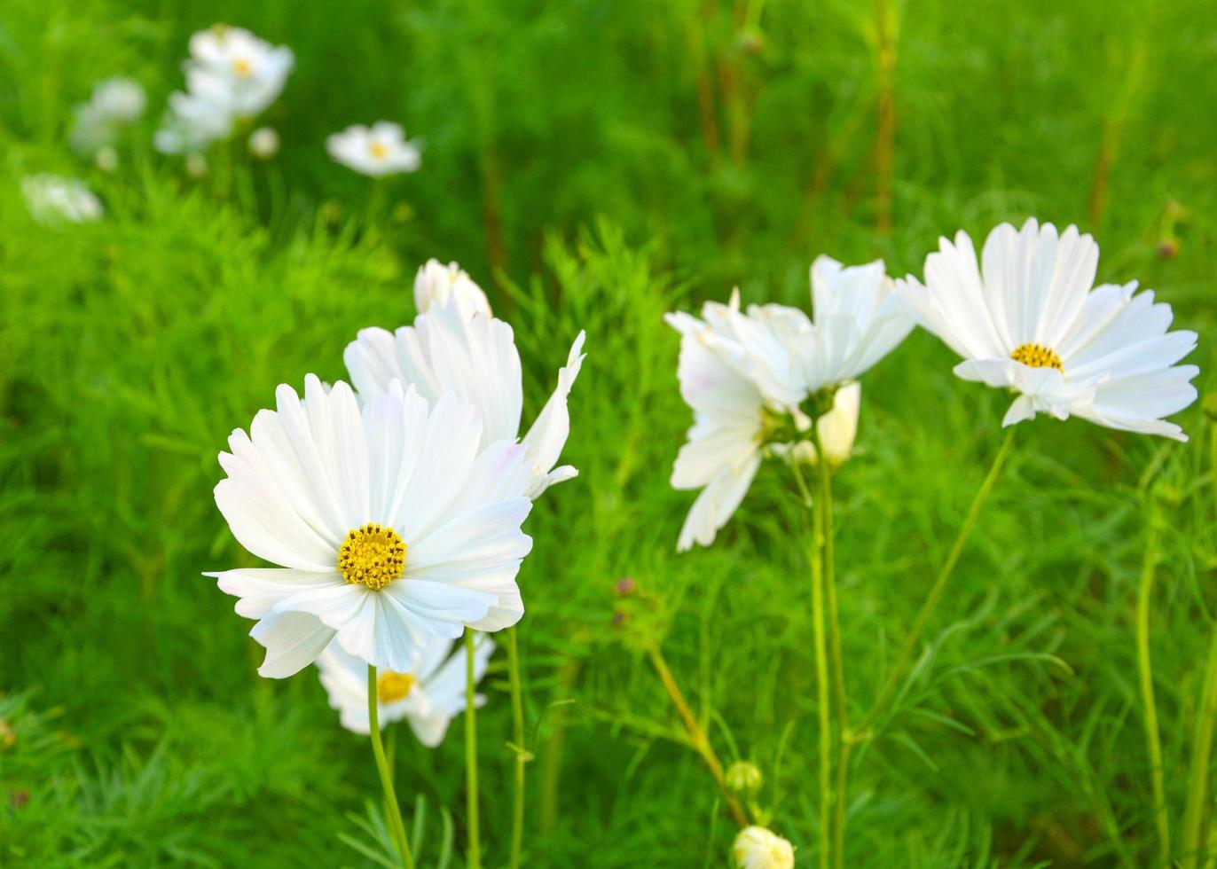 dailsy blanco flor que florece en el parque jardín público bangkok tailandia foto