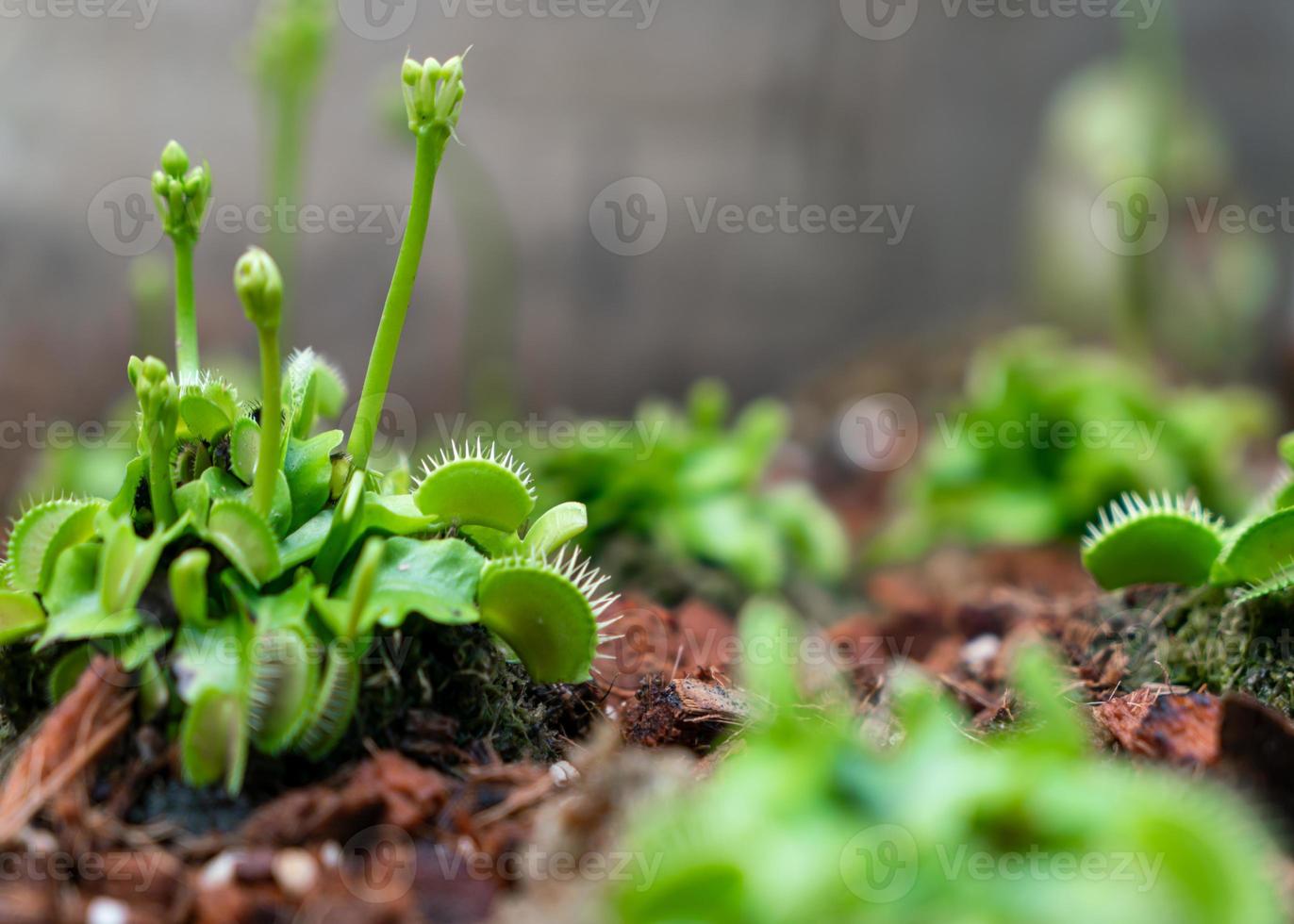 The Venus flytrap or Dionaea muscipula is a carnivorous plant photo