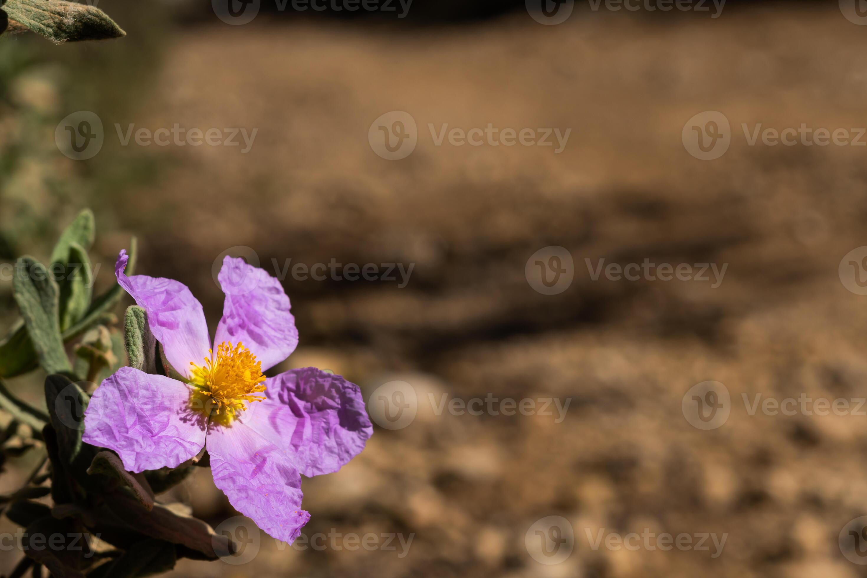 Cerca de jara cistus albanicus flor con un camino de tierra en el fondo