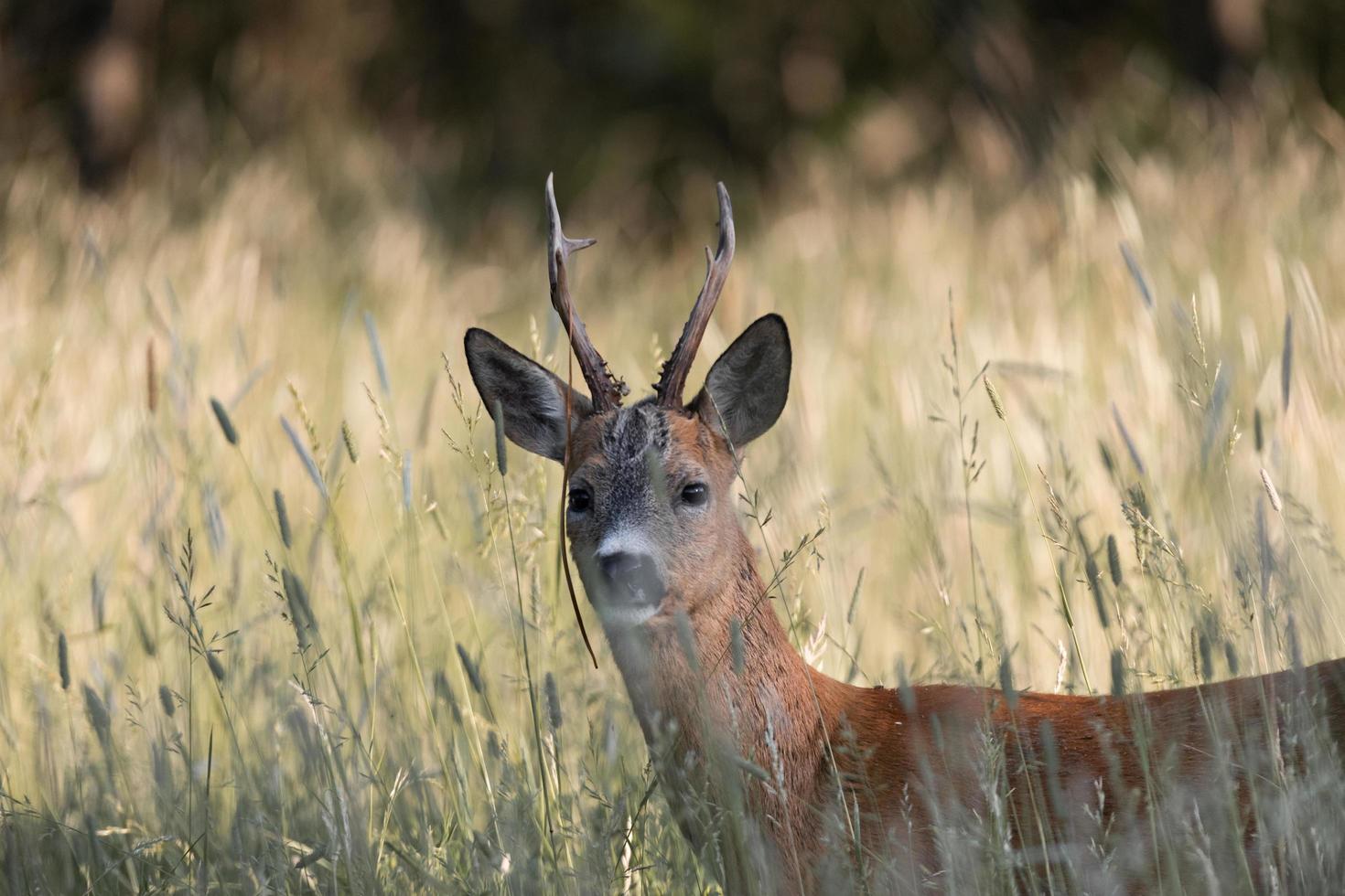 Deer on a field in Finland photo
