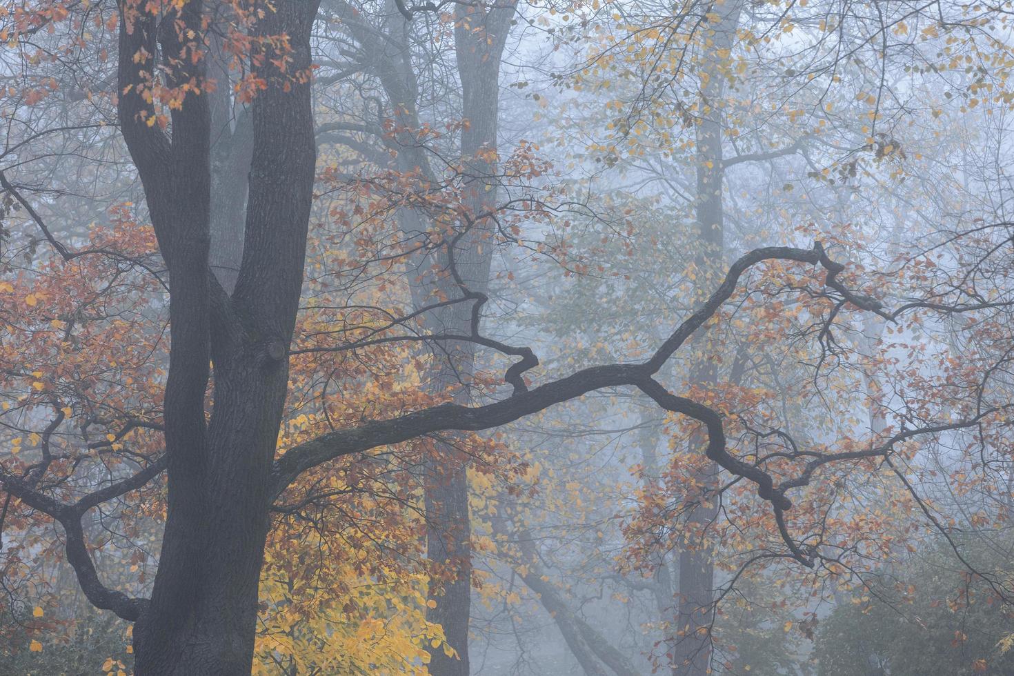 Tree branches and fall foliage in Turku, Finland photo
