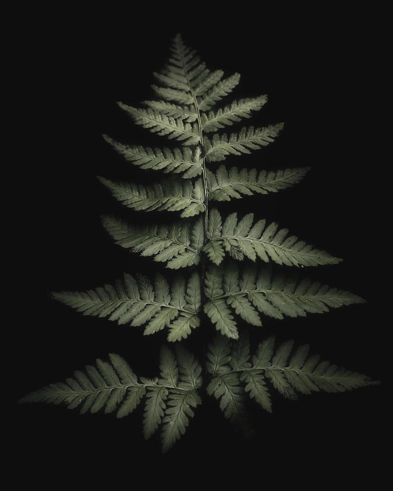Green plant on black background photo