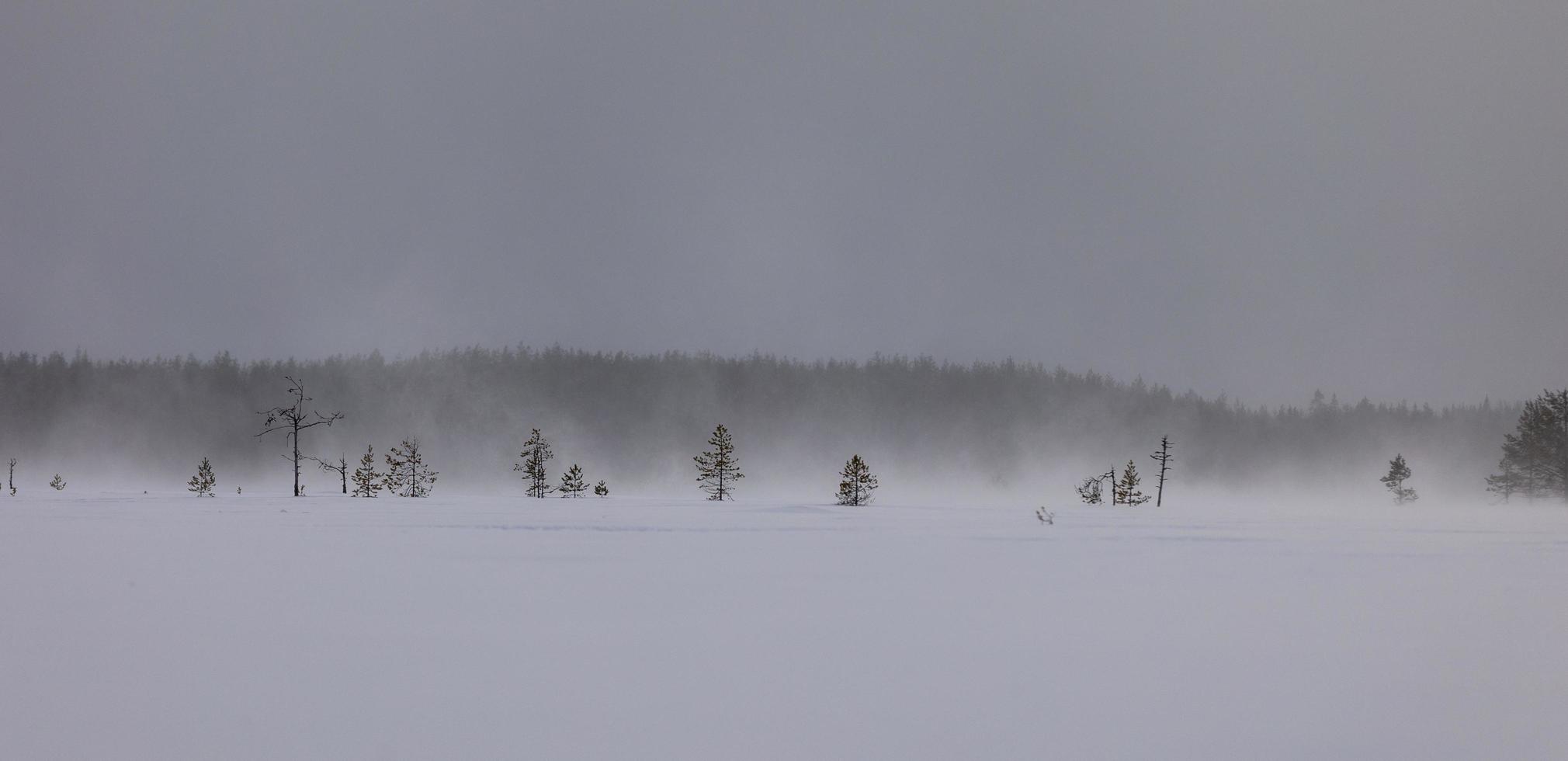 Blizzard in a bog in winter in Finland photo