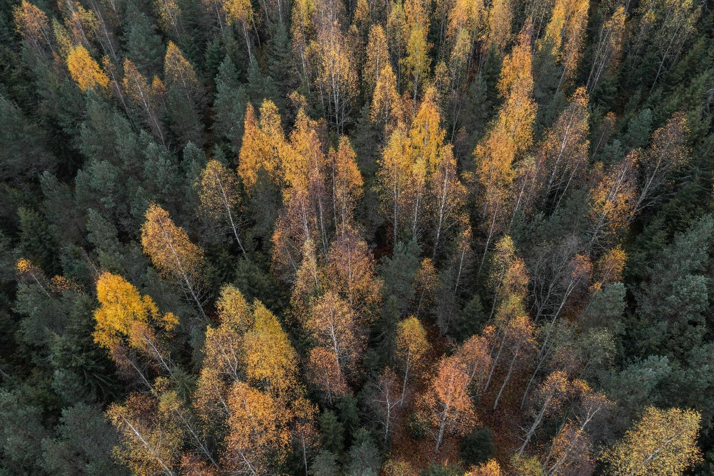 Colorful fall foliage in boreal forest aka taiga in nordic countries photo