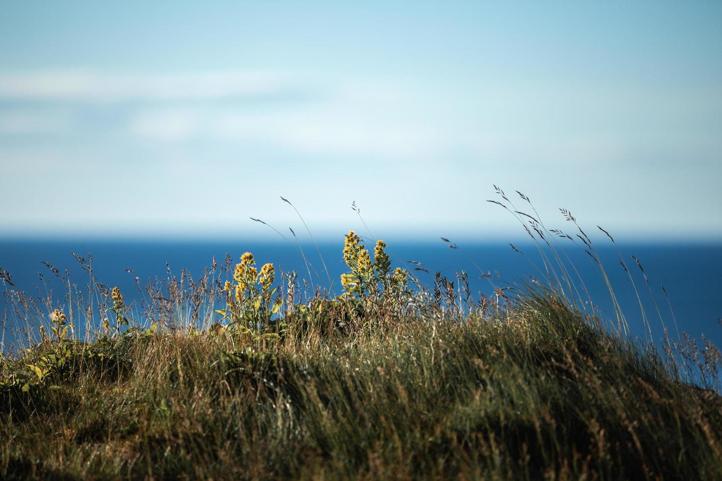 Grass and flowers against an ocean photo