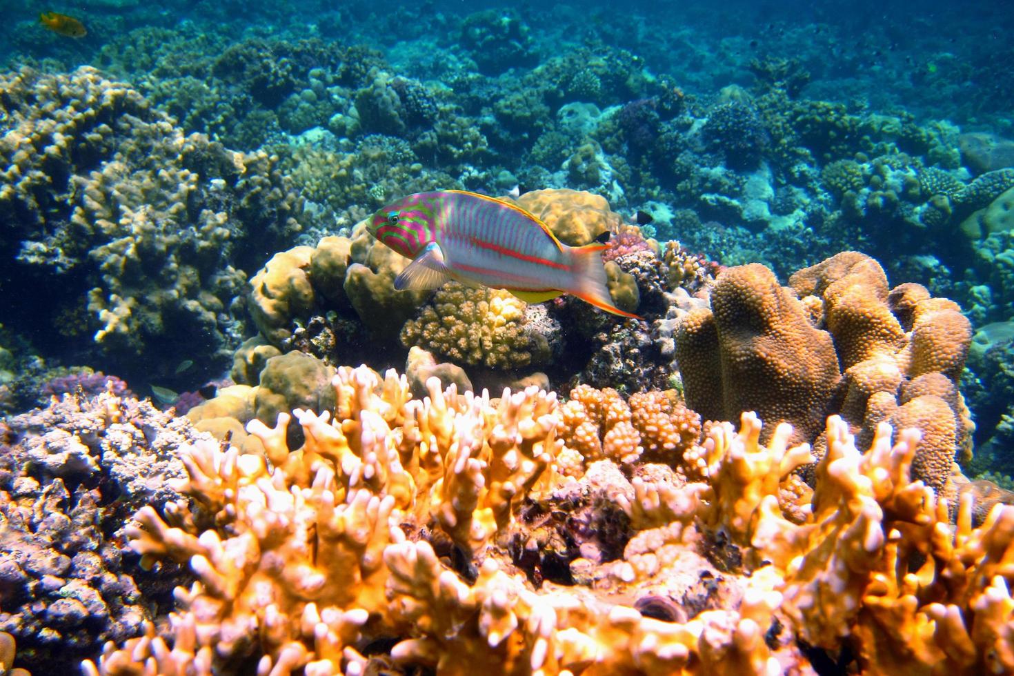 junker del mar rojo entre corales foto