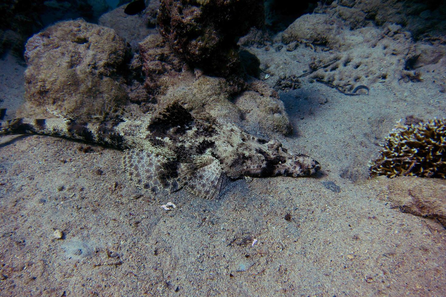 crocodilefish lies on seabed photo