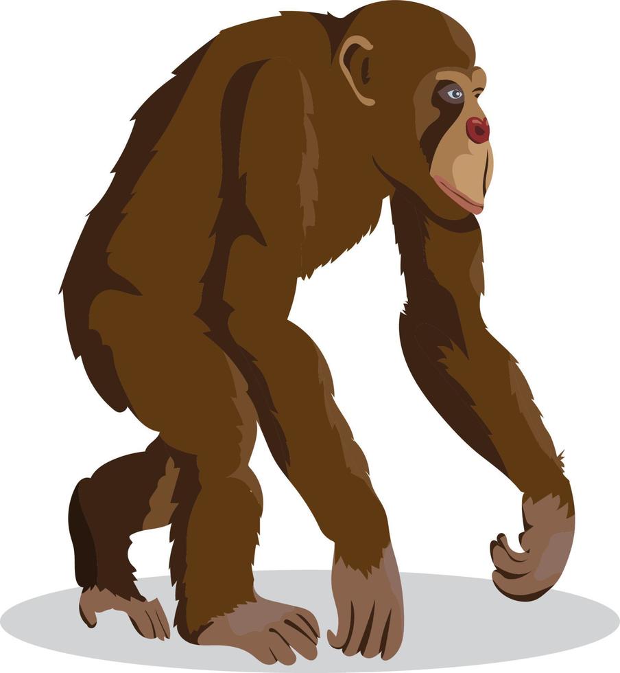 Ape Chimpanzee Walking vector