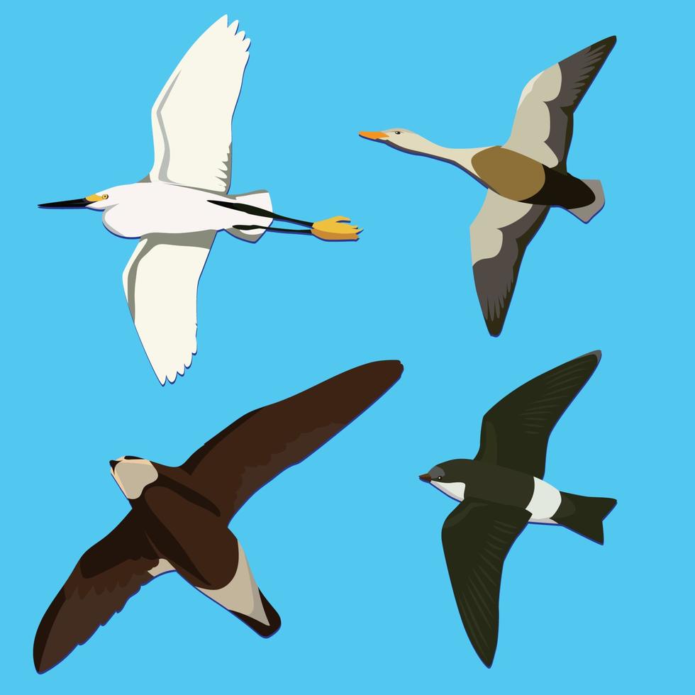 Flying Geese Egret and Swallow vector