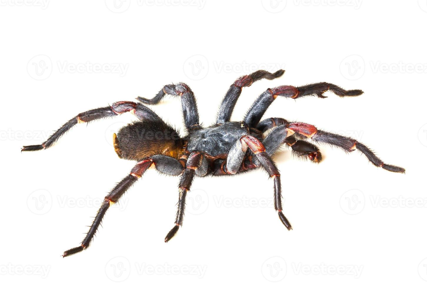 tarántula de araña de especies asiáticas sobre fondo blanco foto