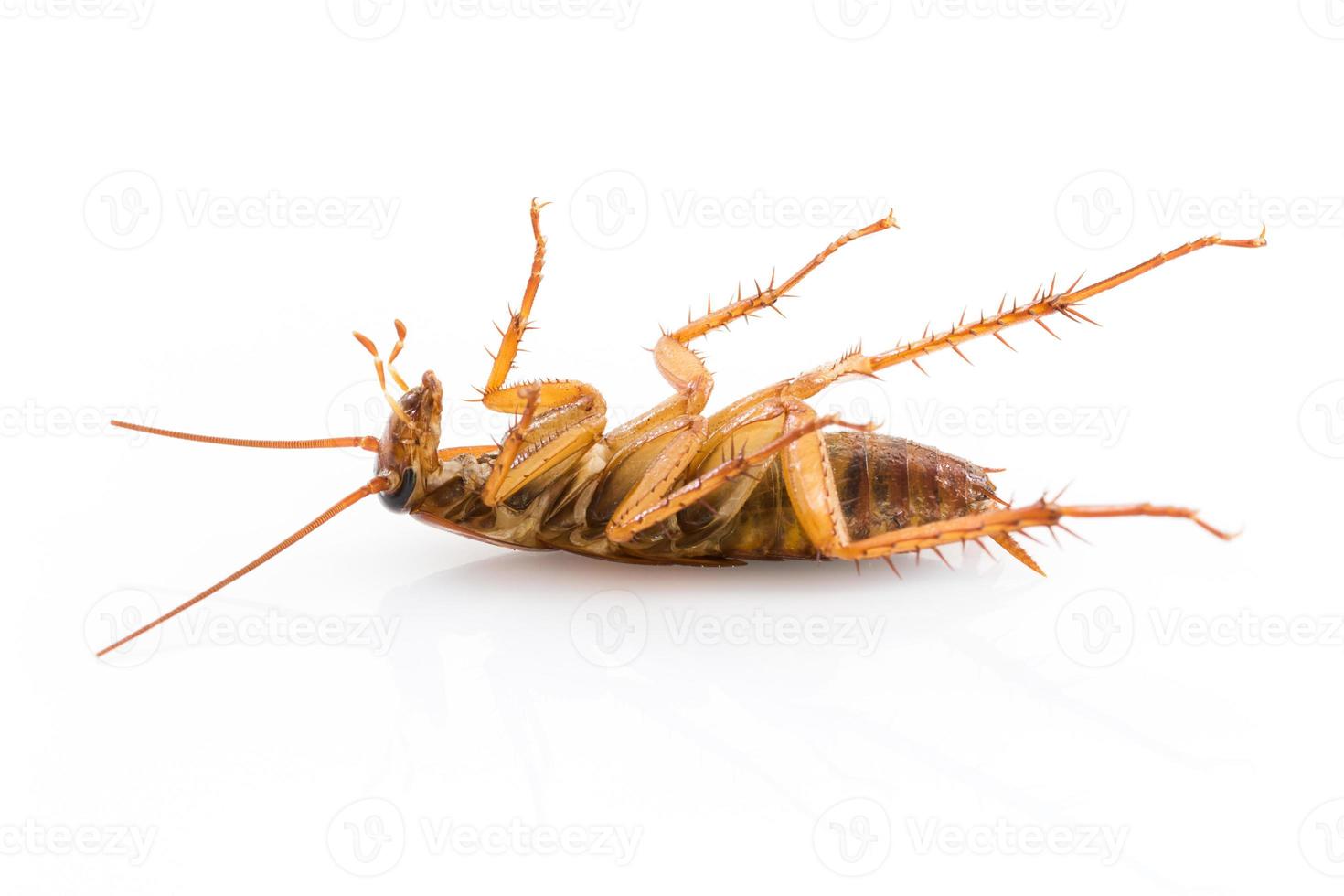 Close up dead cockroach on white photo