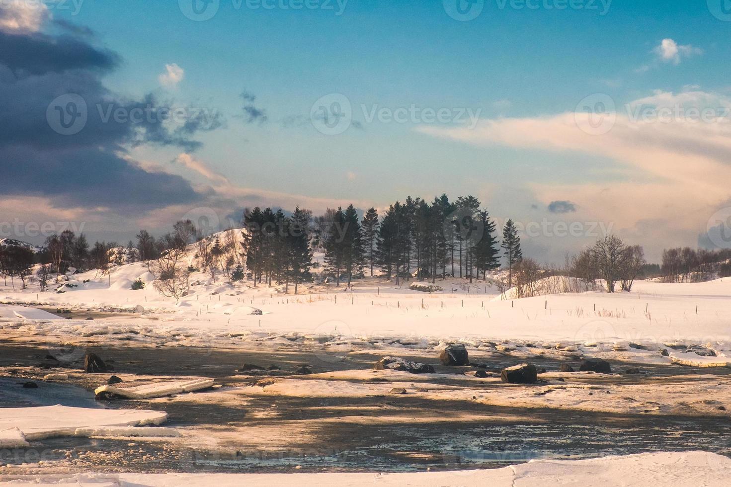 Pine forest on snow hill at coastline photo