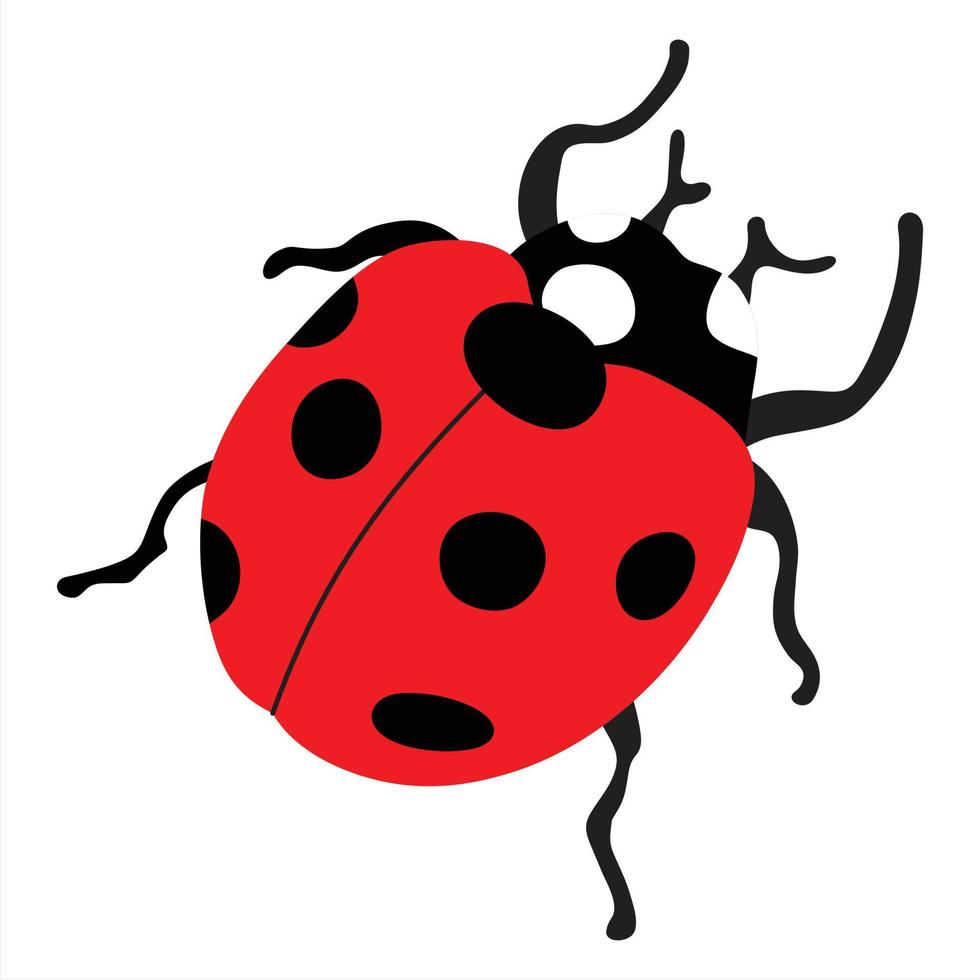 Ladybug on white background vector