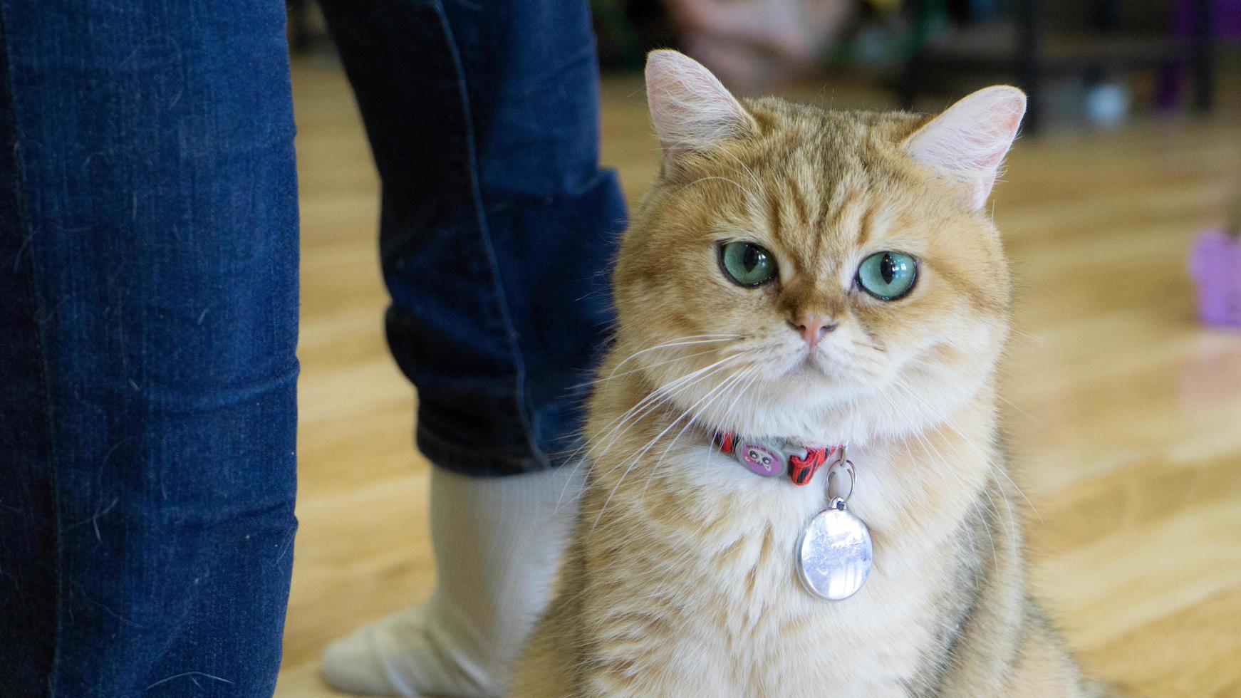 A beautiful domestic cat is resting in a light warm room, a gray Shorthair cat with green eyes looking at the camera photo