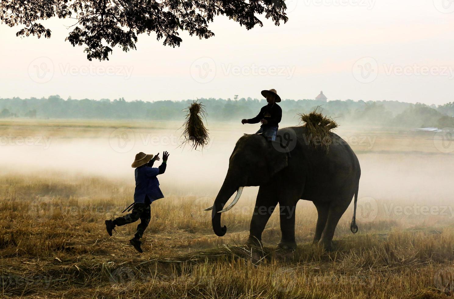 Silhouette mahout ride on elephant under the tree before Sunrise photo