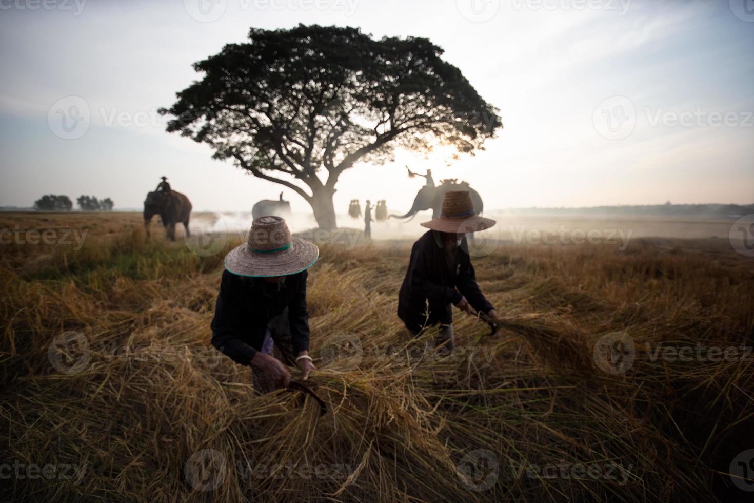 Silhouette mahout ride on elephant under the tree before Sunrise photo