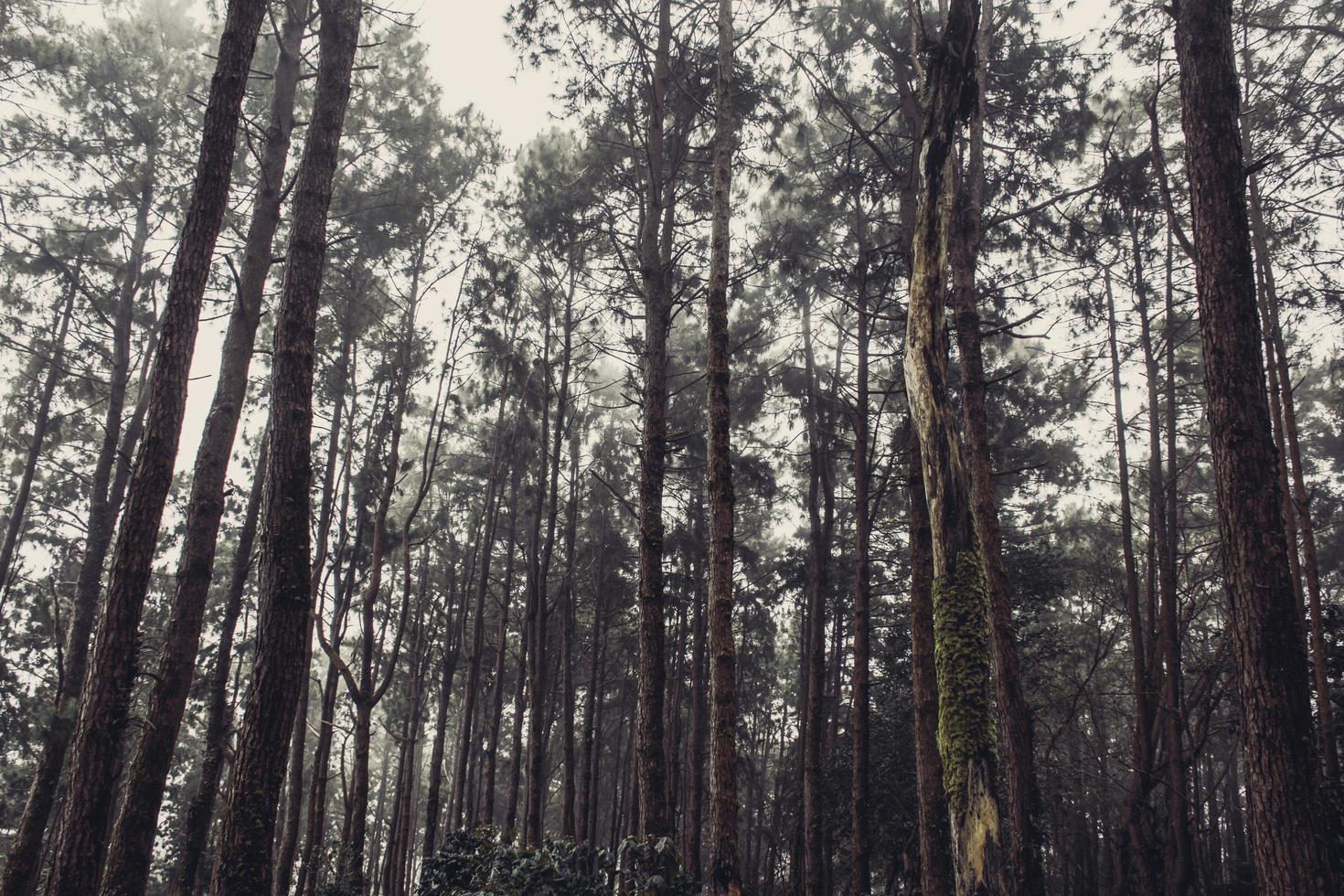 bosque de pinos con árboles cubiertos de musgo y niebla, estilo vintage. foto