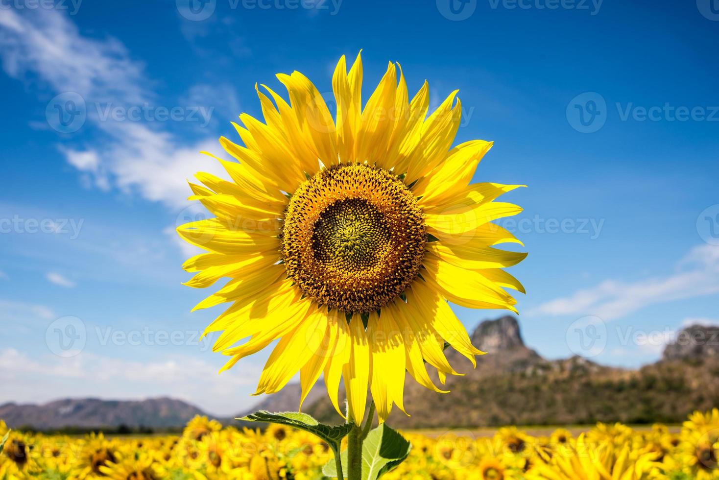 girasol con cielo azul foto