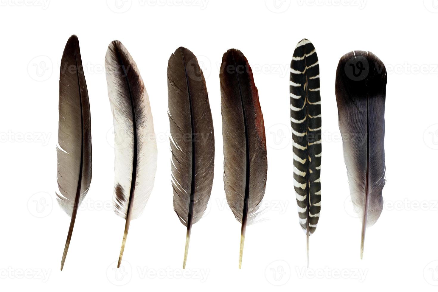 bird feather isolated on white background photo