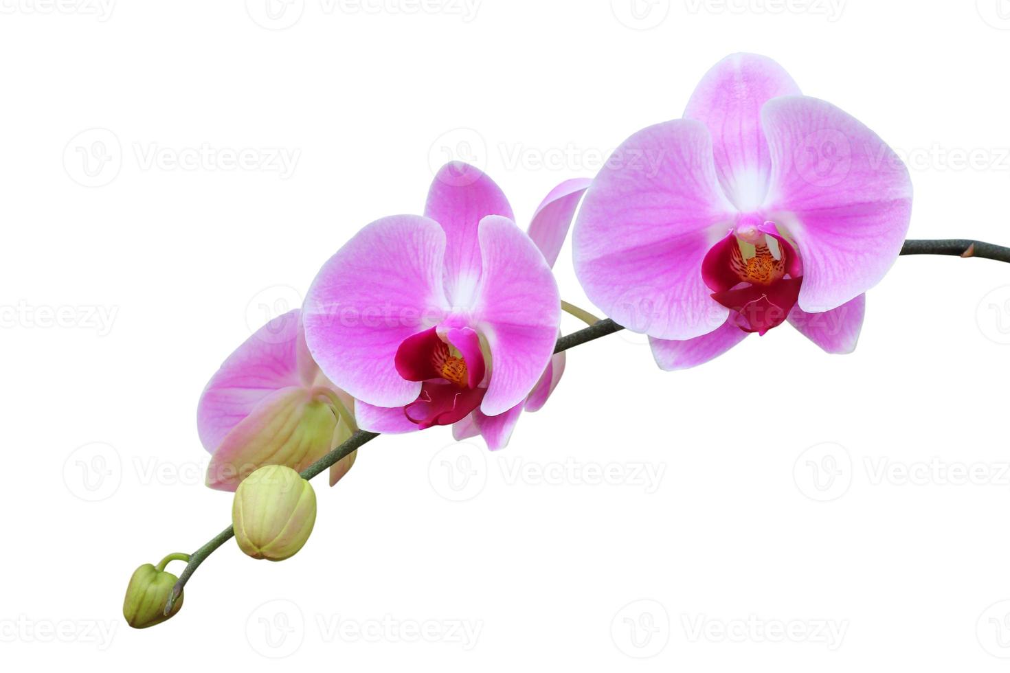 pink orchid flower isolated on white background photo