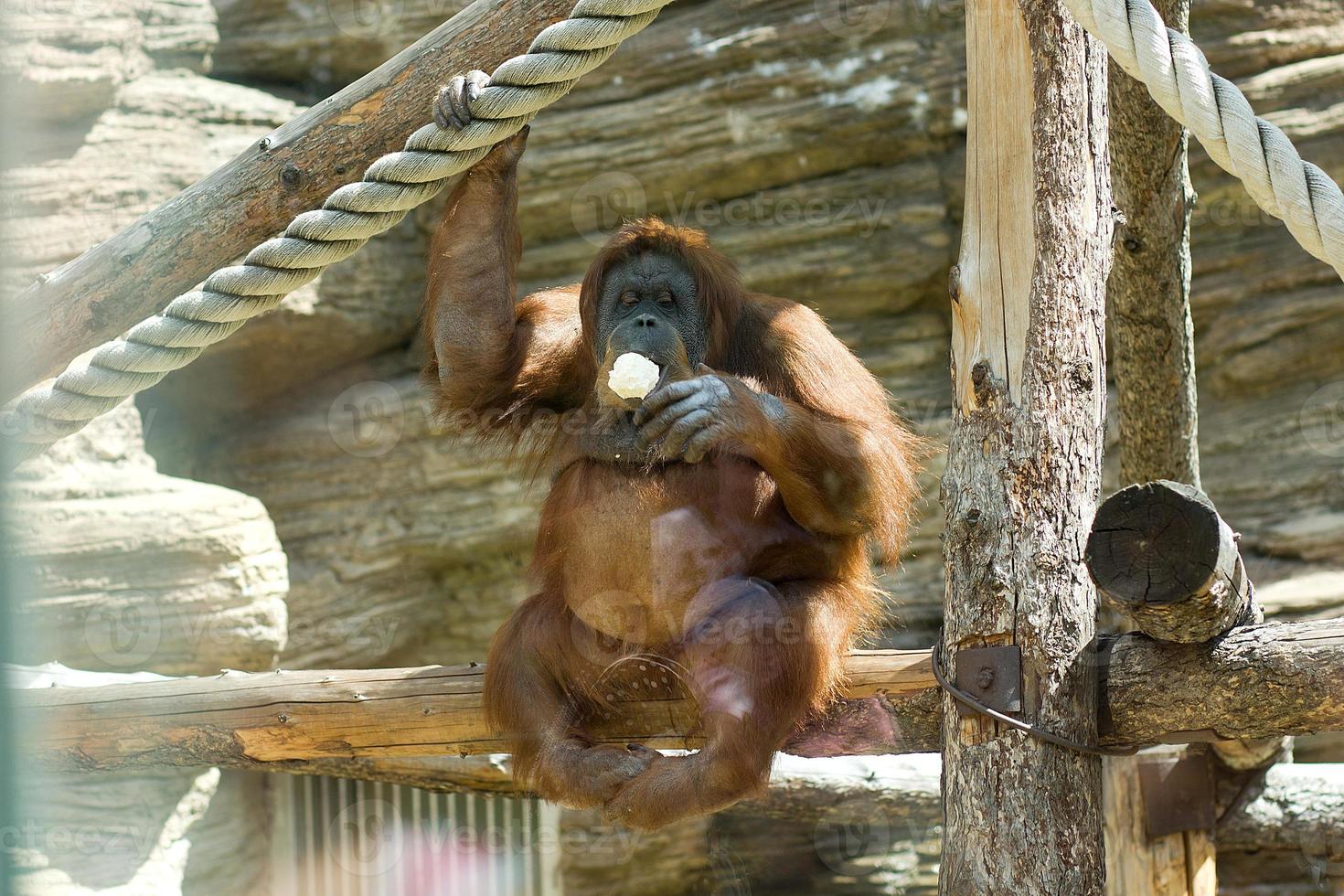 Brown orangutan monkey in a zoo behind glass sits on a log and eats ice cream photo