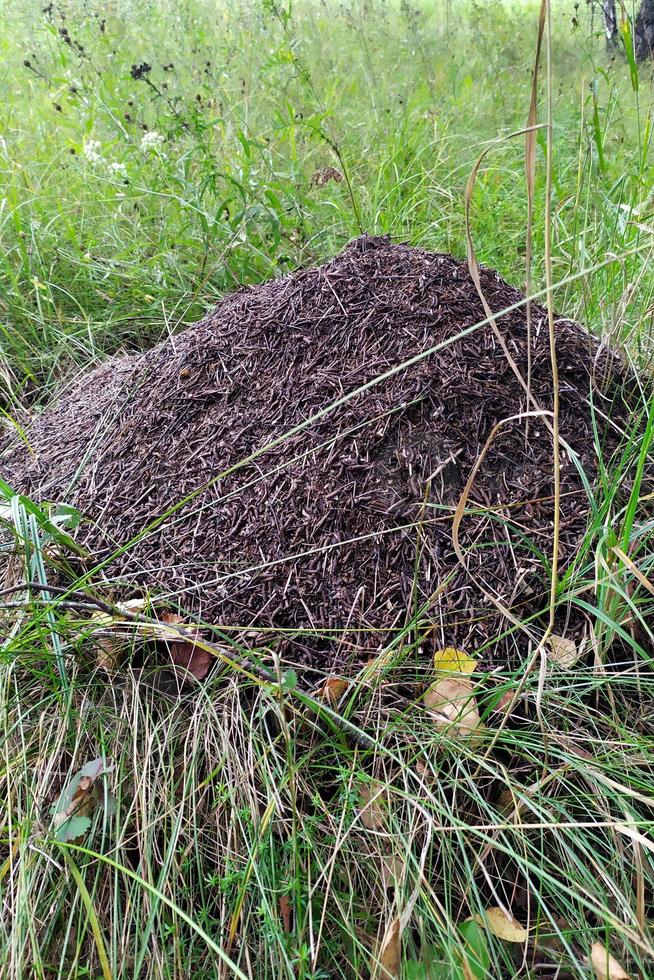 Large anthill on the grass in a deciduous forest. Photographing on a summer day. Grass and anthill photo