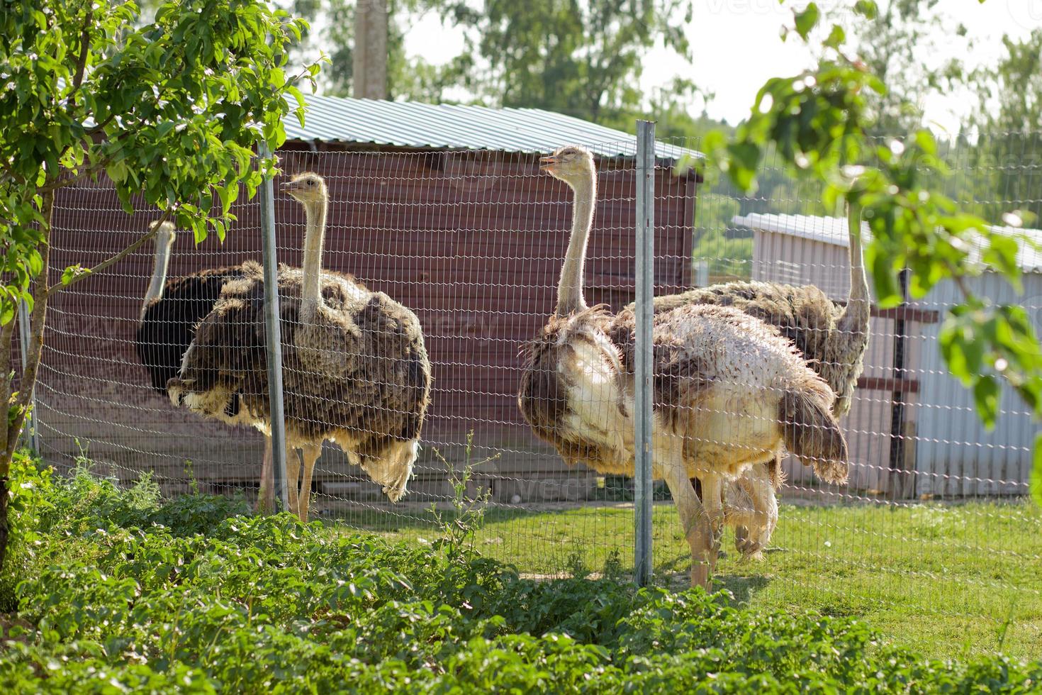 A few ostriches in an aviary behind a mesh fence. Ostriches Farm photo