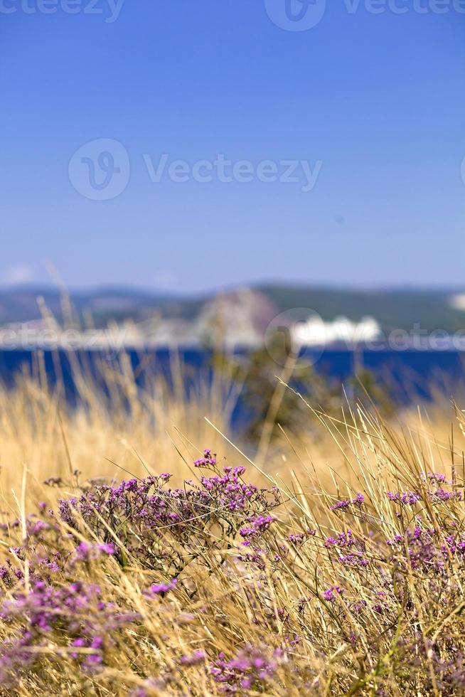 flores de montaña moradas contra el fondo del mar azul y el cielo foto